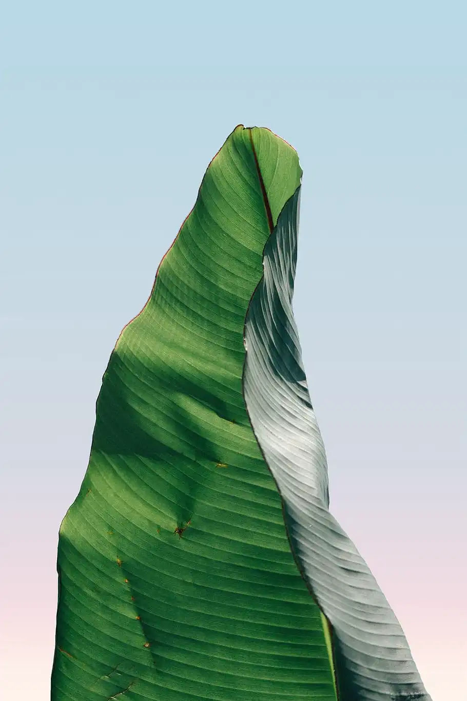 Banana Leaves and Carbon Footprints: Translating Farm Wisdom to Modern Sustainable Style - Enhyphen